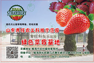 绿色草莓基地